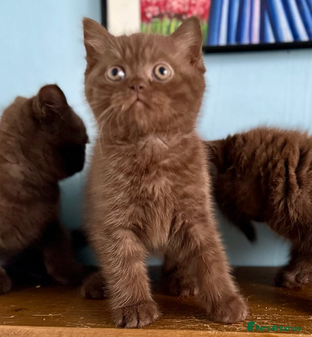 British Shorthair cats for sale: Chocolate and Red British Shorthair and Longhair - Image 20
