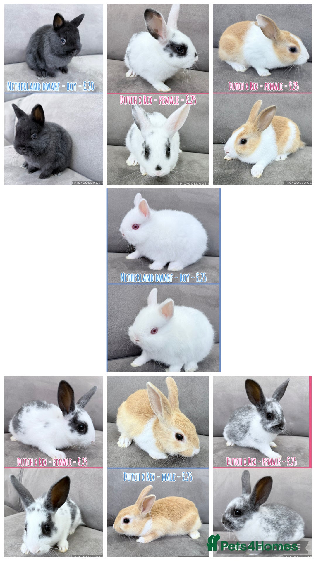 Mixed Breed rabbits Rabbits - Netherland Dwarfs & Dutch x Rex - Advert 20
