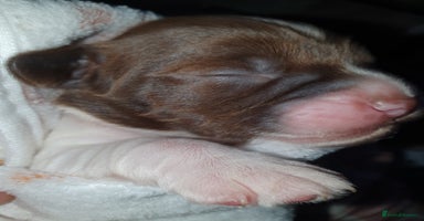 English Springer Spaniel dogs - Advert 4