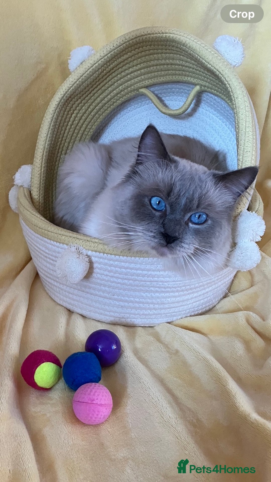 Ragdoll cats for stud: Ragdoll🏆Champion Bloodline 5GEN-Pedigree GCCF🌟💎 in Solihull - Advert 5