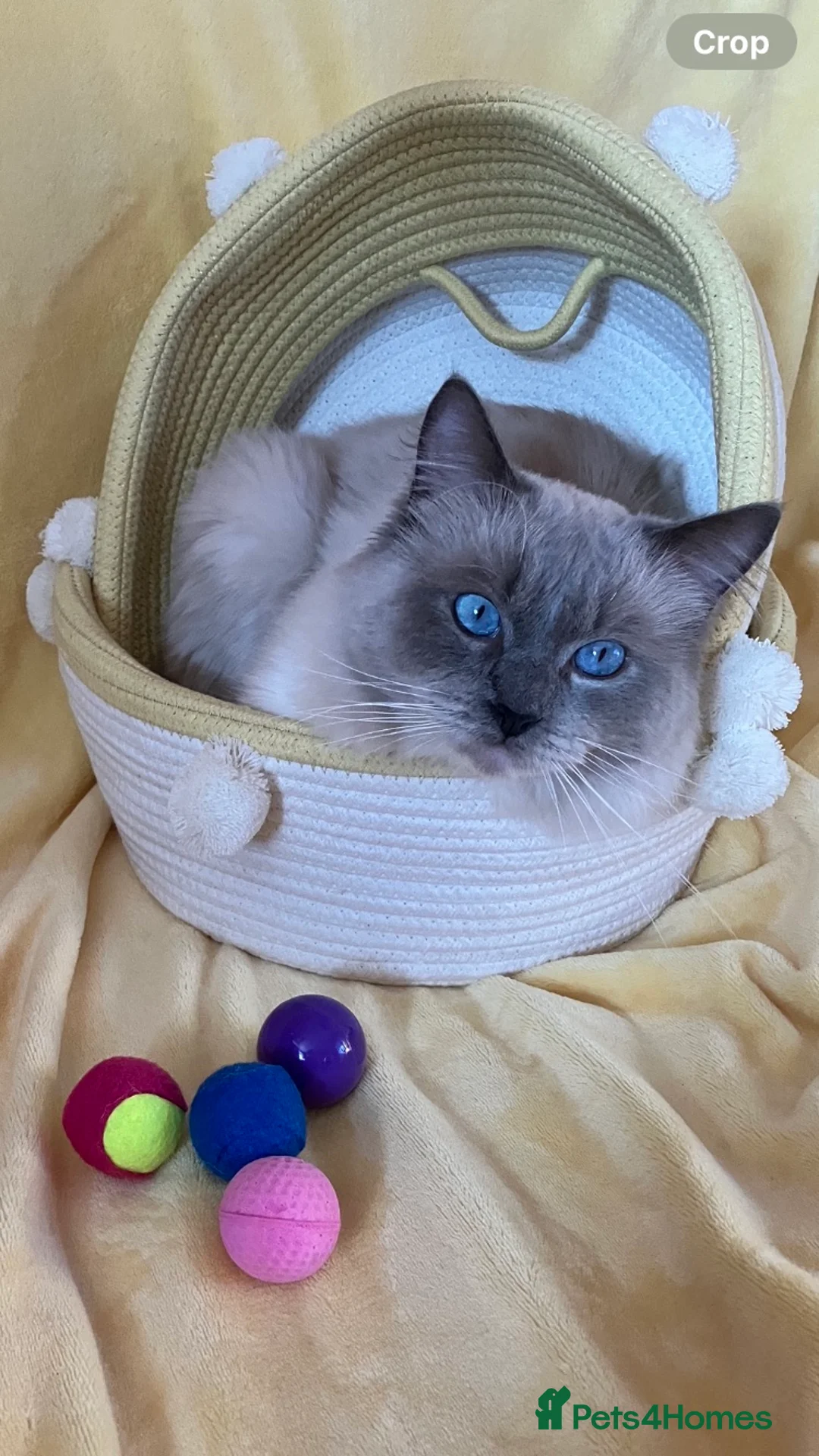 Ragdoll cats for stud: Ragdoll🏆Champion Bloodline 5GEN-Pedigree GCCF🌟💎 in Solihull - Advert 5