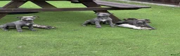 Whippet dogs for sale: Whippets  - Advert 1