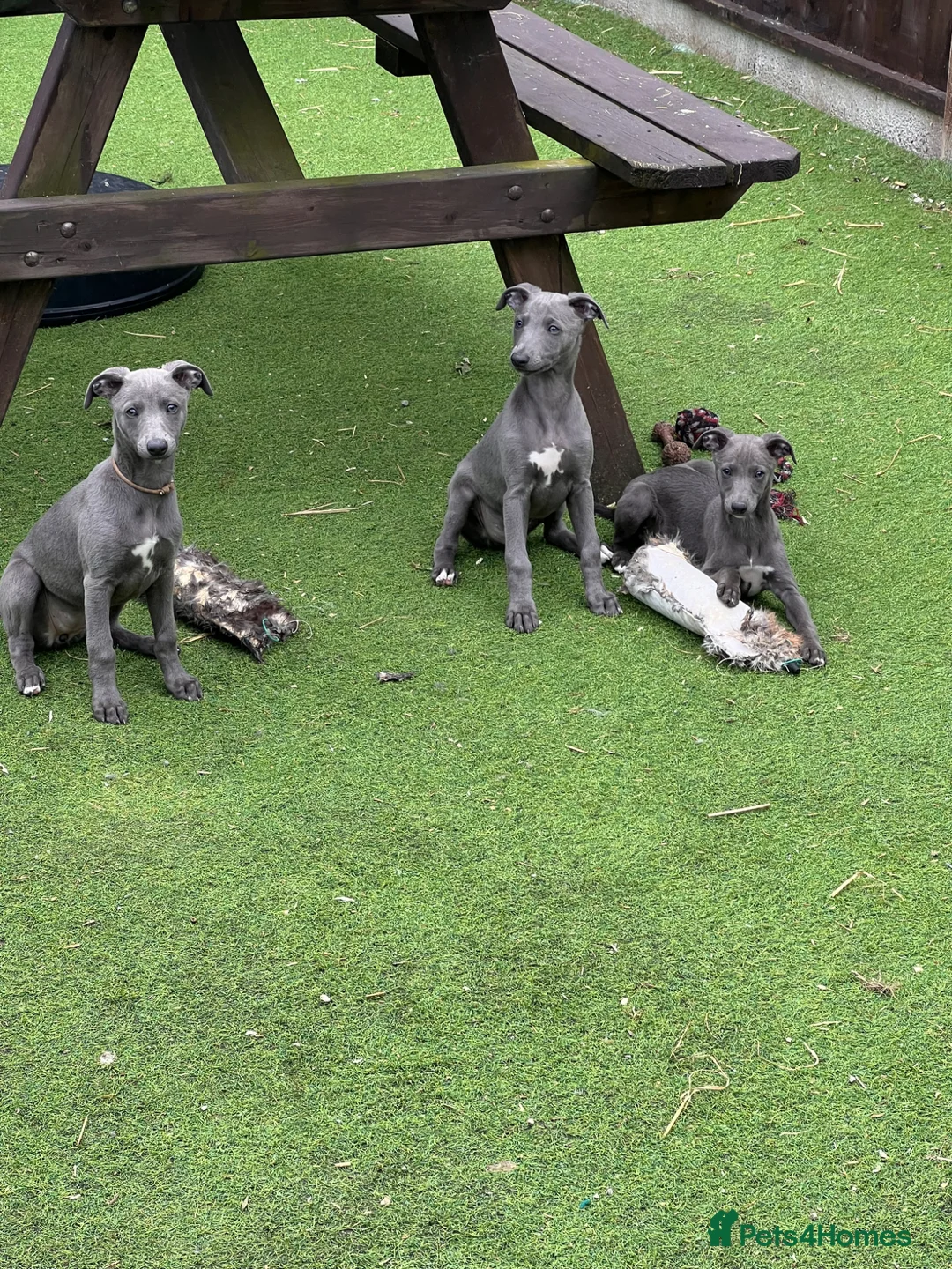 Whippet dogs for sale: Whippets  - Advert 1