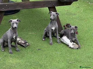 Whippet dogs Whippets - Advert 7