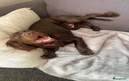 Cocker Spaniel dogs for sale: Beautiful rosie - Image 5