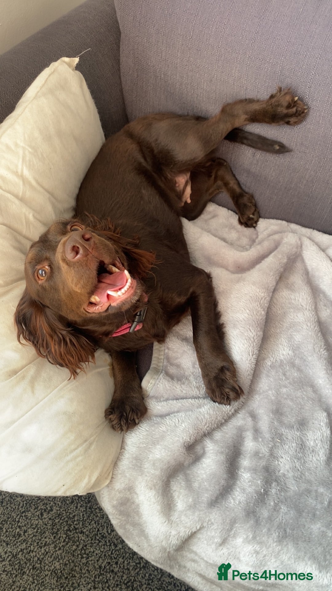 Cocker Spaniel dogs for sale: Beautiful rosie - Image 5