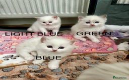 Ragdoll cats for sale: Gorgeous Litter of ragdolls ready 10/10/25 - Image 24