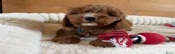 Cavapoo dogs for sale: Beautiful F1 Red Cavapoo puppies  - Advert 3