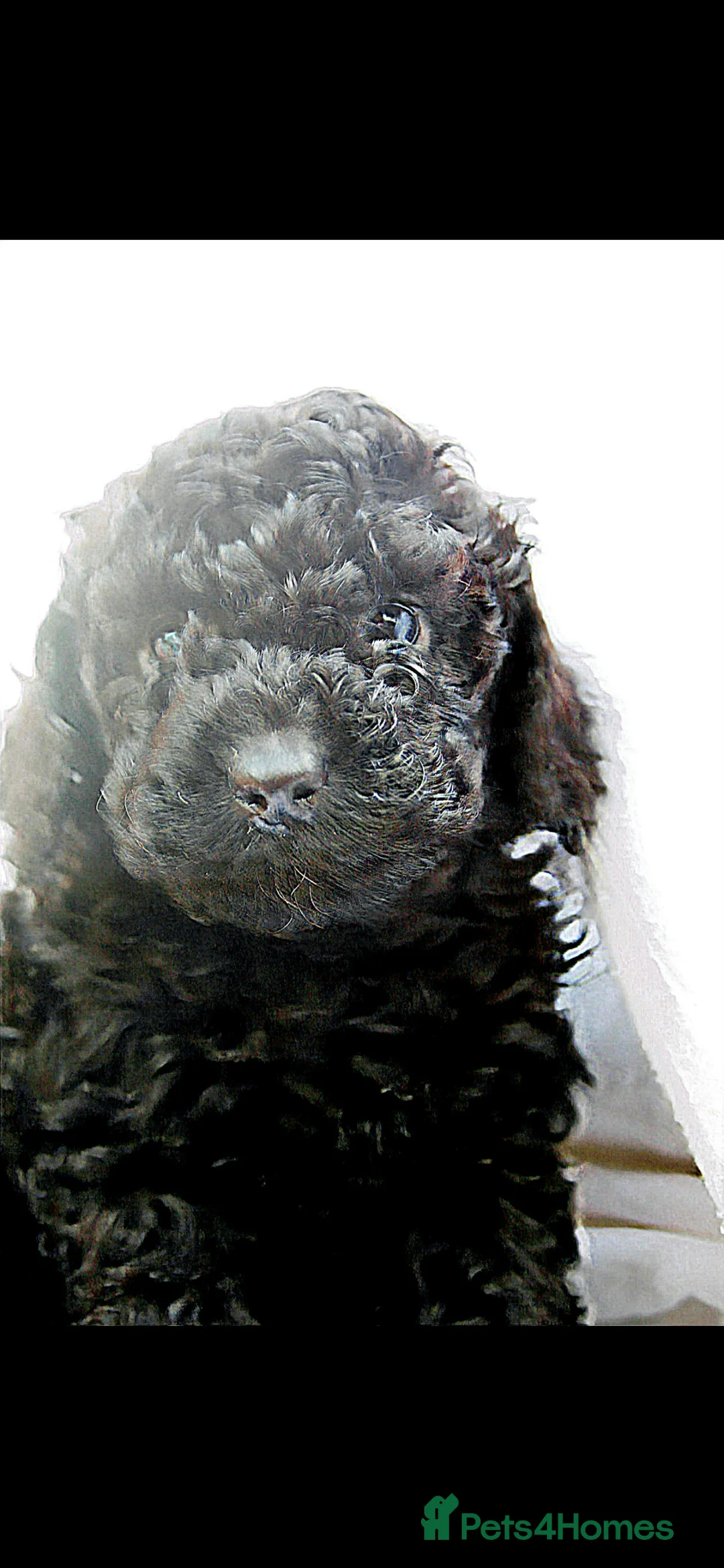 Cockapoo dogs for sale: F1B Mini Cockapoos - Advert 11