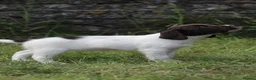 English Springer Spaniel dogs for sale: Springer spaniel puppies, Docked tails  in Hereford - Advert 13