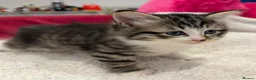 Mixed Breed cats for sale: Fluffy kittens for sale in West Byfleet - Advert 2