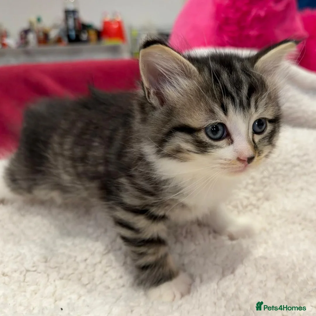 Mixed Breed cats for sale: Fluffy kittens for sale in West Byfleet - Advert 2