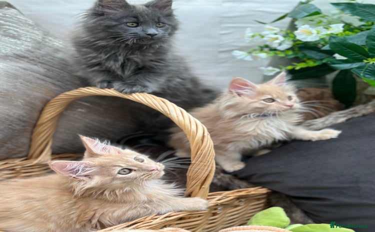 Maine Coon cats - Advert 3