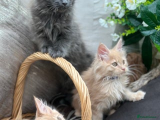 Maine Coon cats - Advert 2