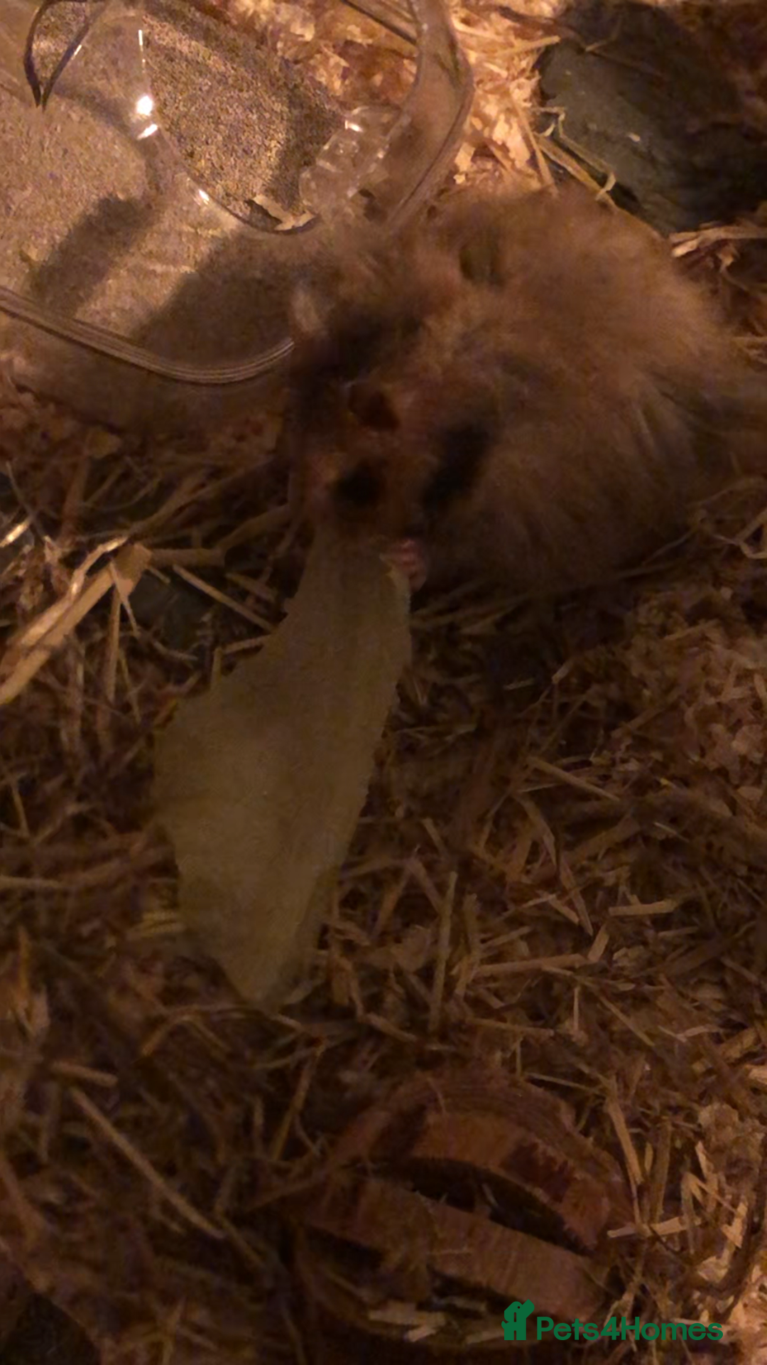 Hamster rodents for sale: long haired brown male hamster  - Image 2