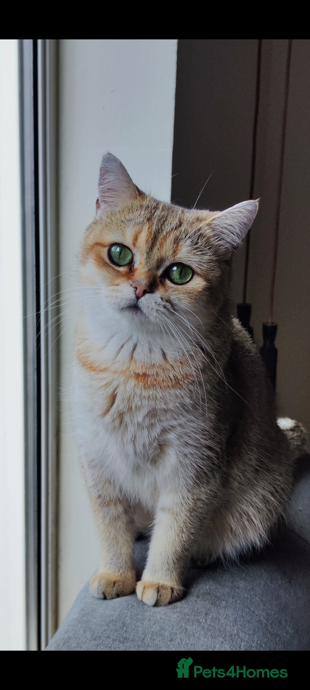 British Shorthair cats for sale: British Shorthair Kittens Full Pedigree Parents  - Advert 30