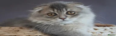 Long haired female kitten