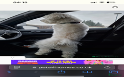 Mixed Breed dogs for sale: Alfie  - Advert 9