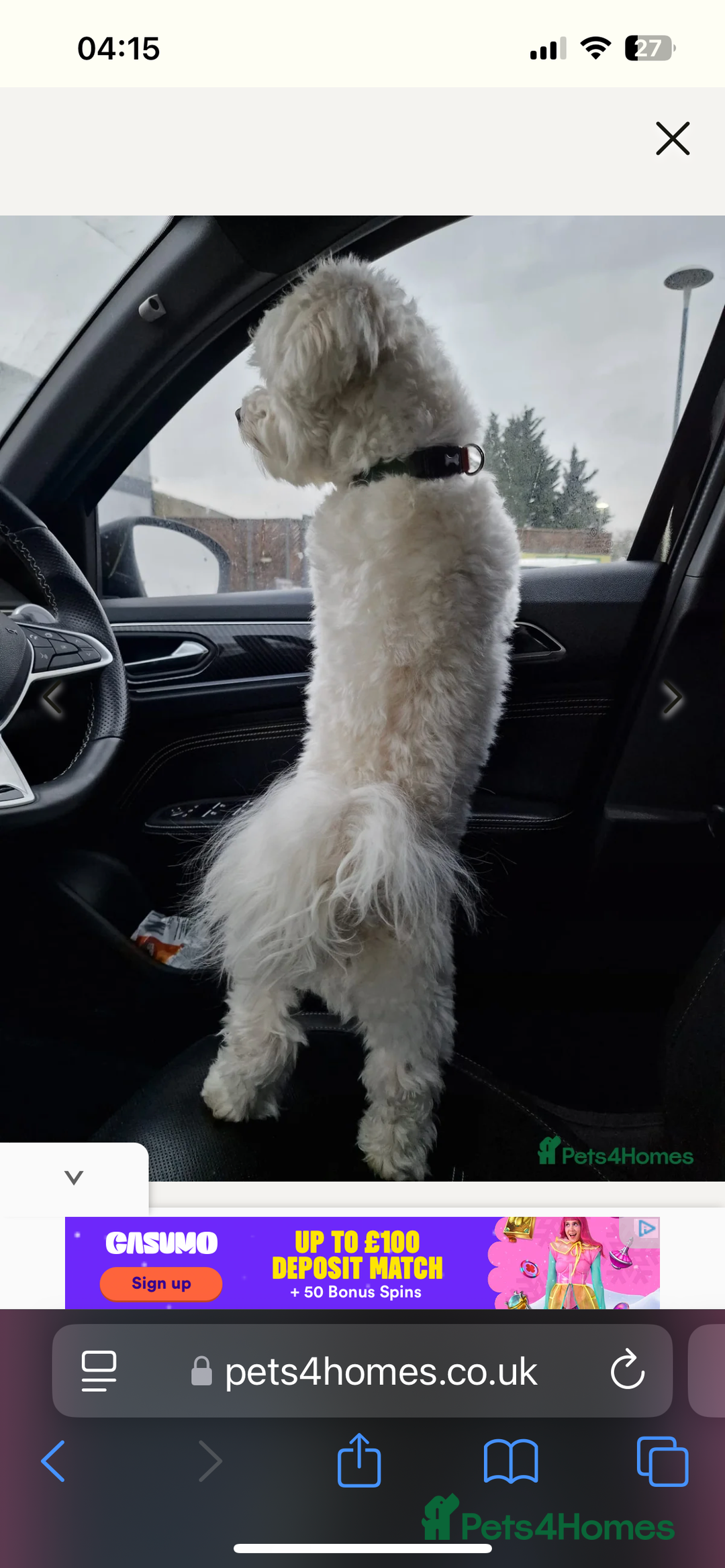 Mixed Breed dogs for sale: Alfie  - Advert 9