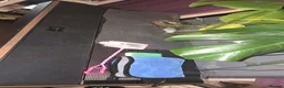 Catfish fish for sale: Fluval roma 240L aquarium- complete upgraded setup - Advert 19