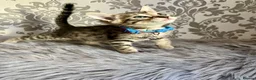 Bengal cats for sale: Bengal kittens🐾 - Advert 3