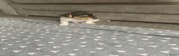 Jack Russell dogs for sale: True miniature Jack Russell pups - Advert 3
