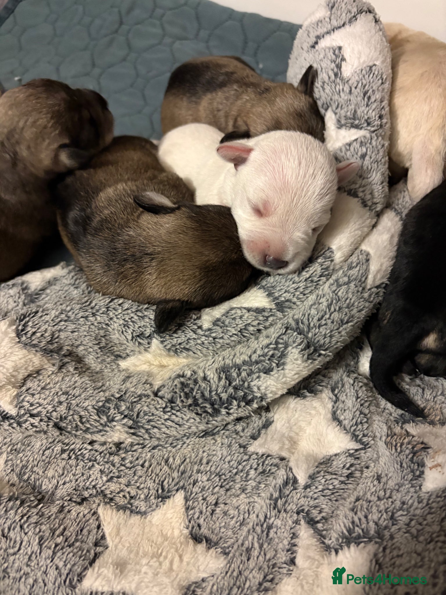 Miniature Schnauzer dogs 6 KC revised minischnauzer puppies  - Advert 2