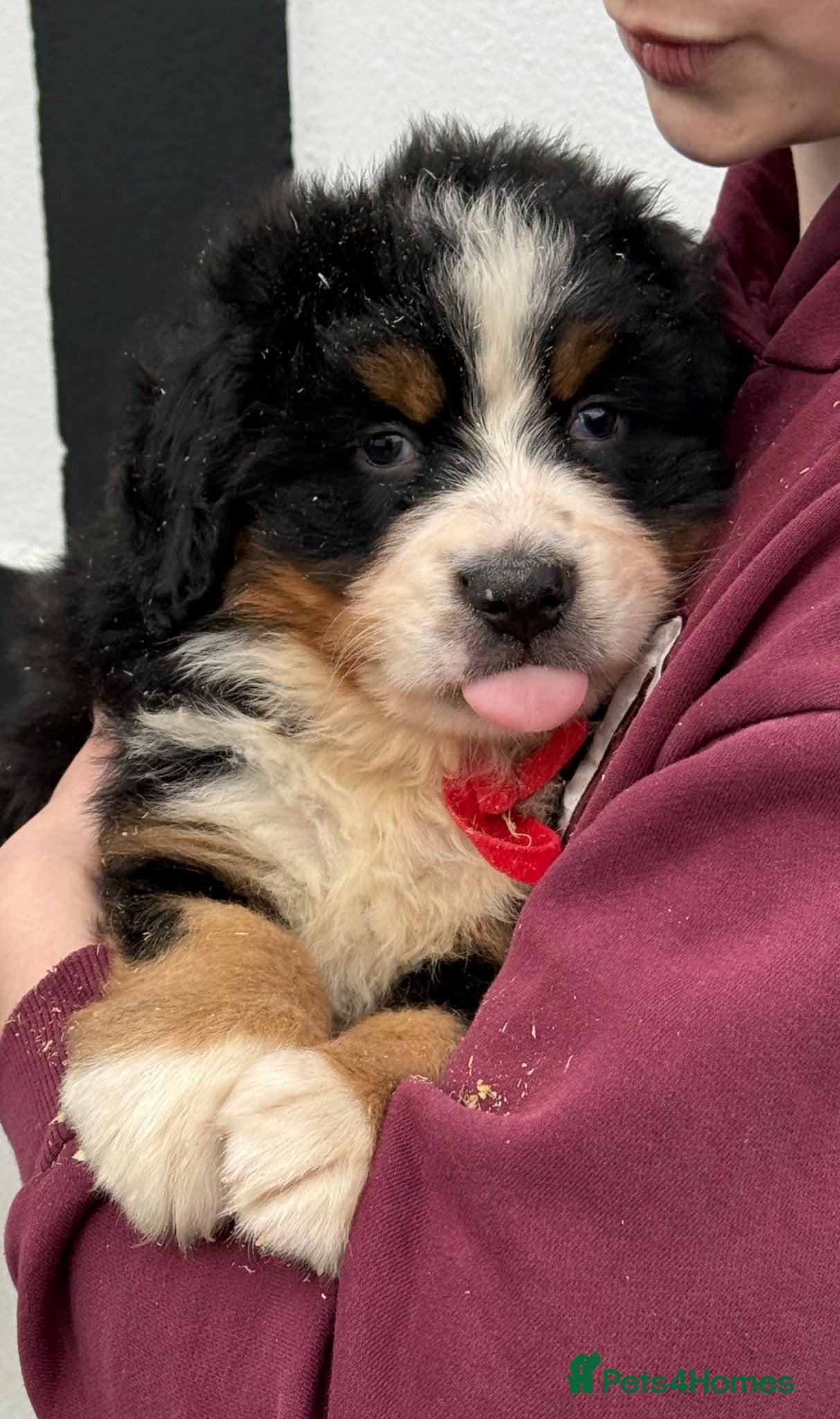 Bernese Mountain Dog dogs Bernese Mountain Dog Puppies  - Advert 3