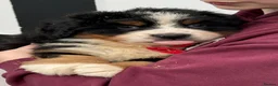 Bernese Mountain Dog dogs for sale: Bernese Mountain Dog Puppies  - Advert 1