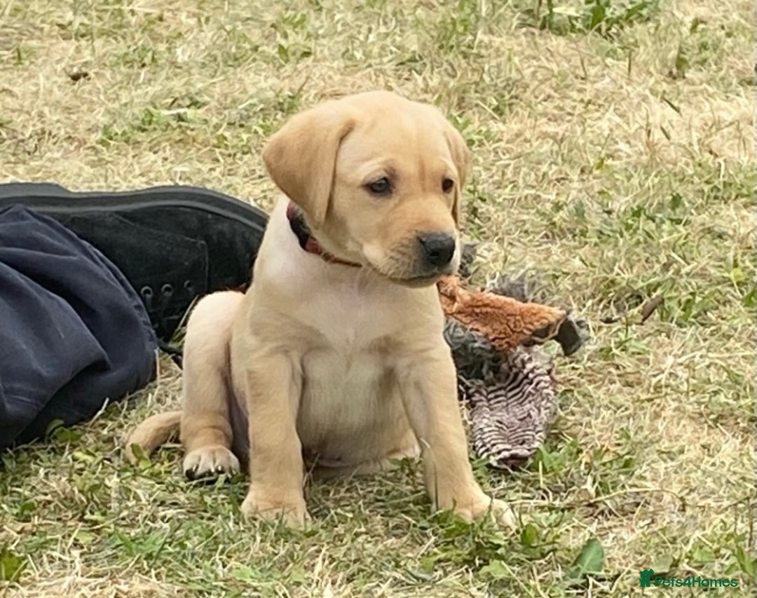 Labrador Retriever dogs for sale: Gorgeous Labrador puppies for sale - Image 11