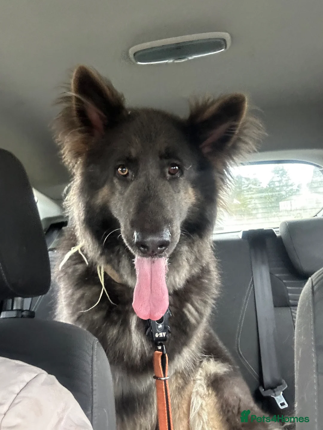 German Shepherd dogs for sale: Mia ~ Beautiful German shepherd  - Advert 2