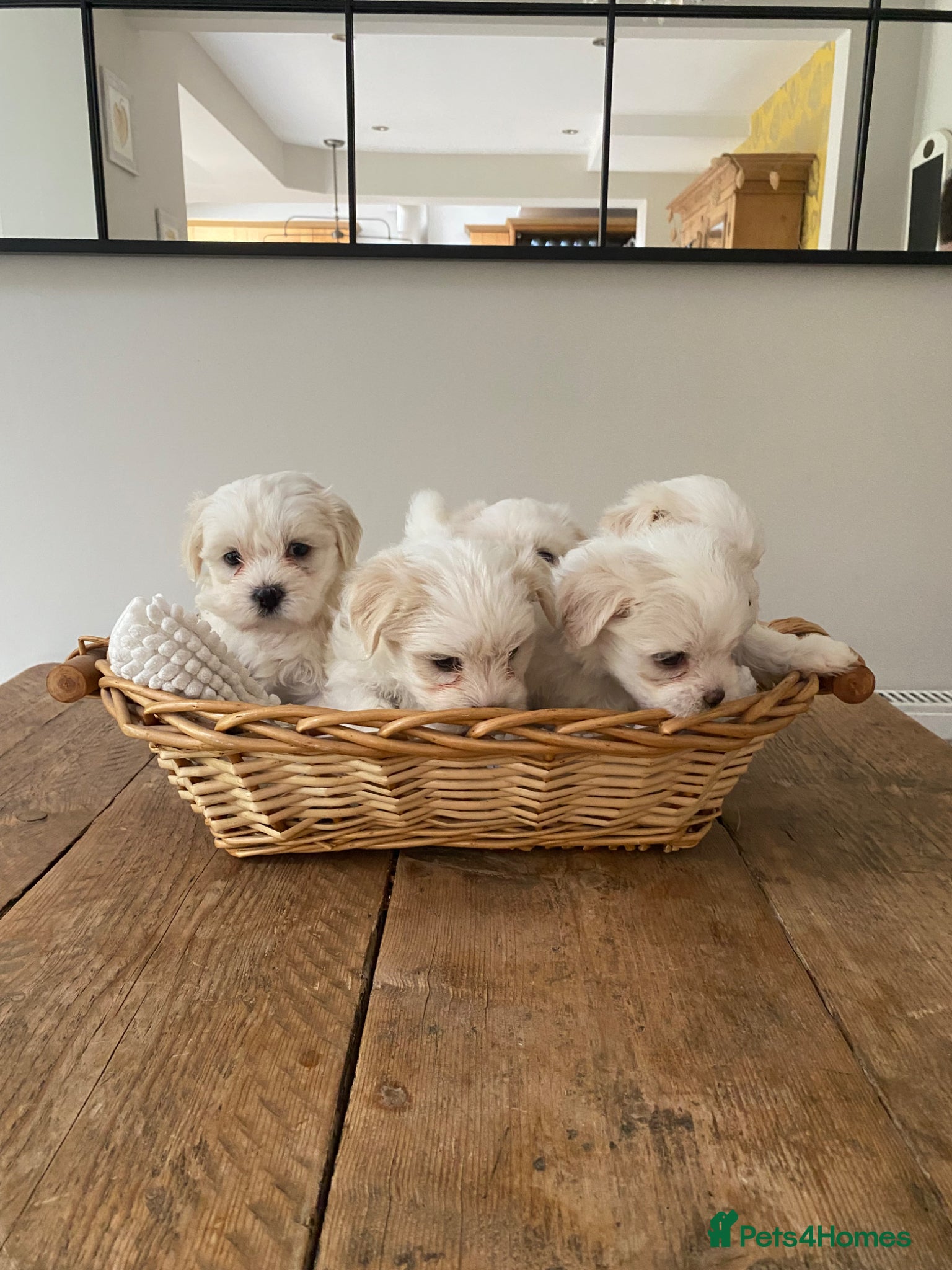 Mixed Breed dogs Lhatese puppies  - Advert 1