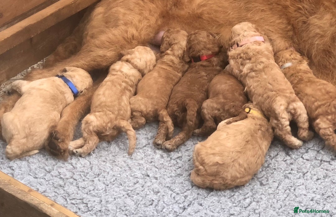 Miniature Poodle dogs for stud: Proven extensively health tested KC RED poodle in Swansea - Image 13