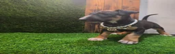 English Bull Terrier dogs for sale: 3 Beautiful English Bull Terrier Puppies  - Advert 9