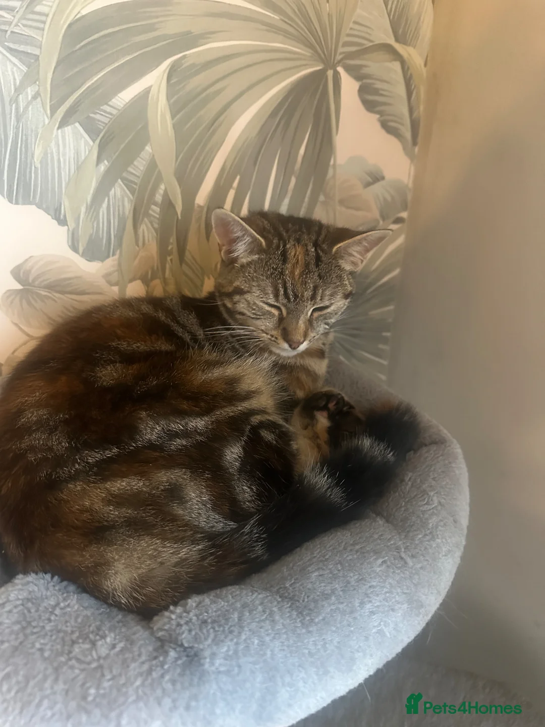 Mixed Breed cats for sale: Mother and daughter  - Advert 7