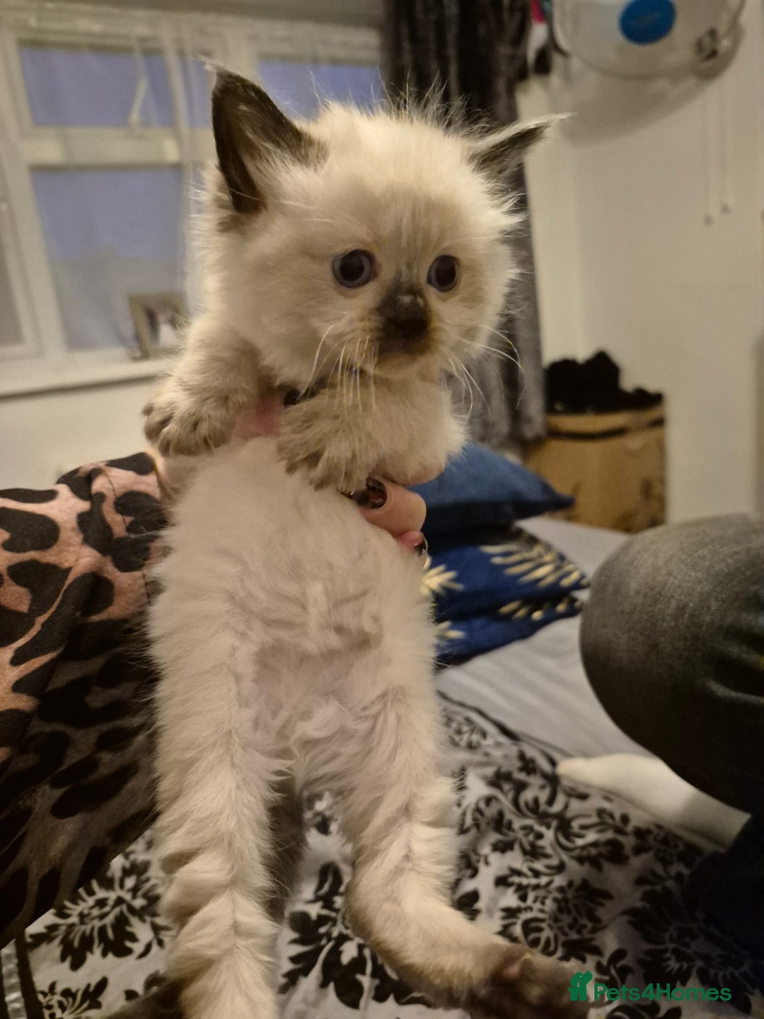 Ragdoll cats for sale: Seal point ragdoll kittens ready 28th December  - Advert 3