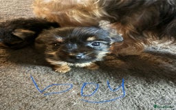 Mixed Breed dogs for sale: 10 week old puppies - Image 2