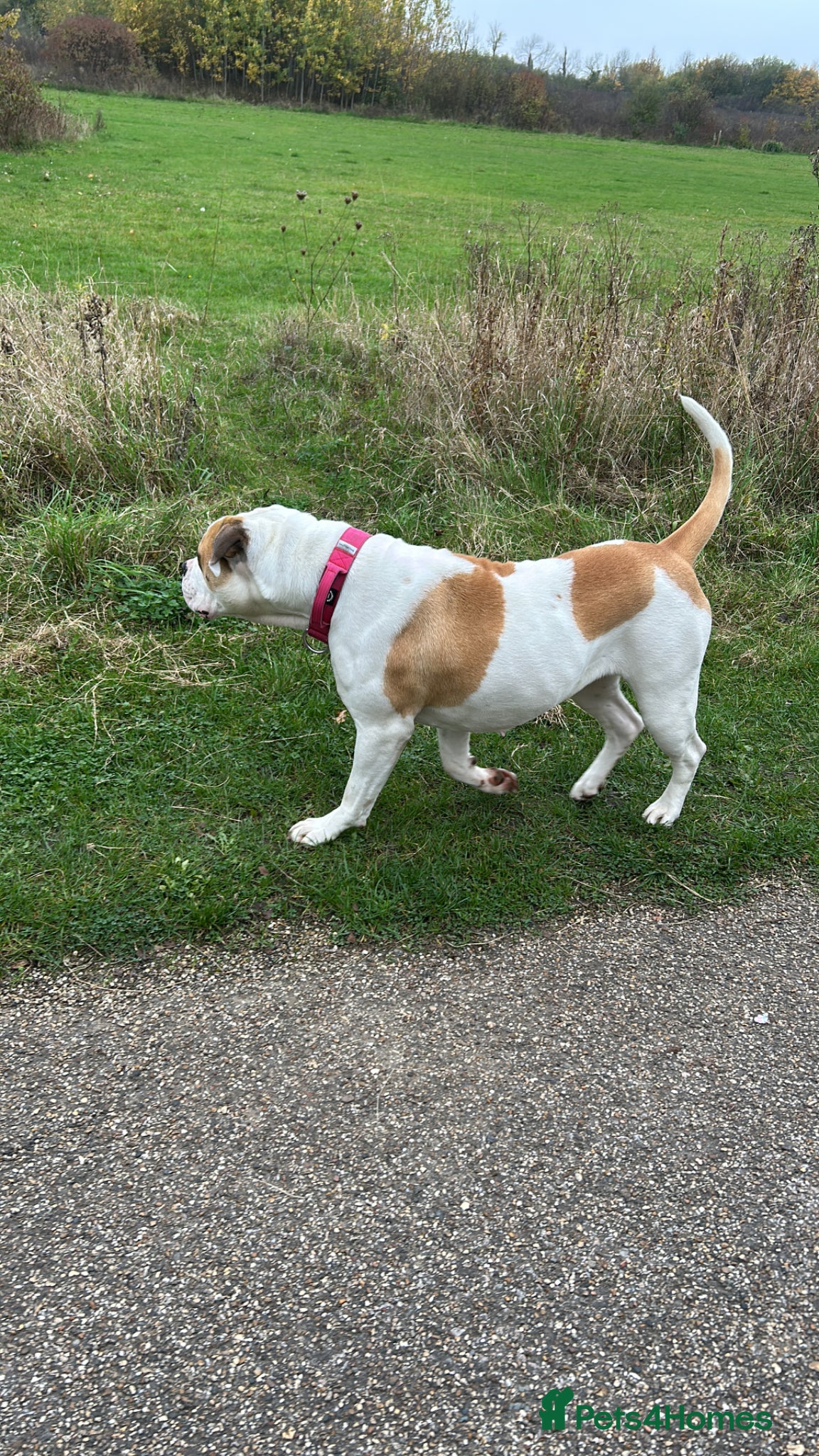 American Bulldog dogs for sale: American bulldog Scott type female 3 years old - Advert 7