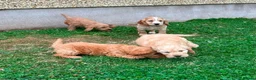 Cockapoo dogs for sale: Chunky Cockapoo Puppies - Advert 18