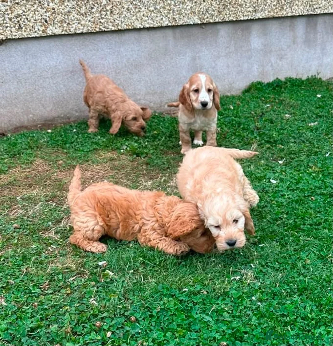 Cockapoo dogs for sale: Chunky Cockapoo Puppies - Advert 18