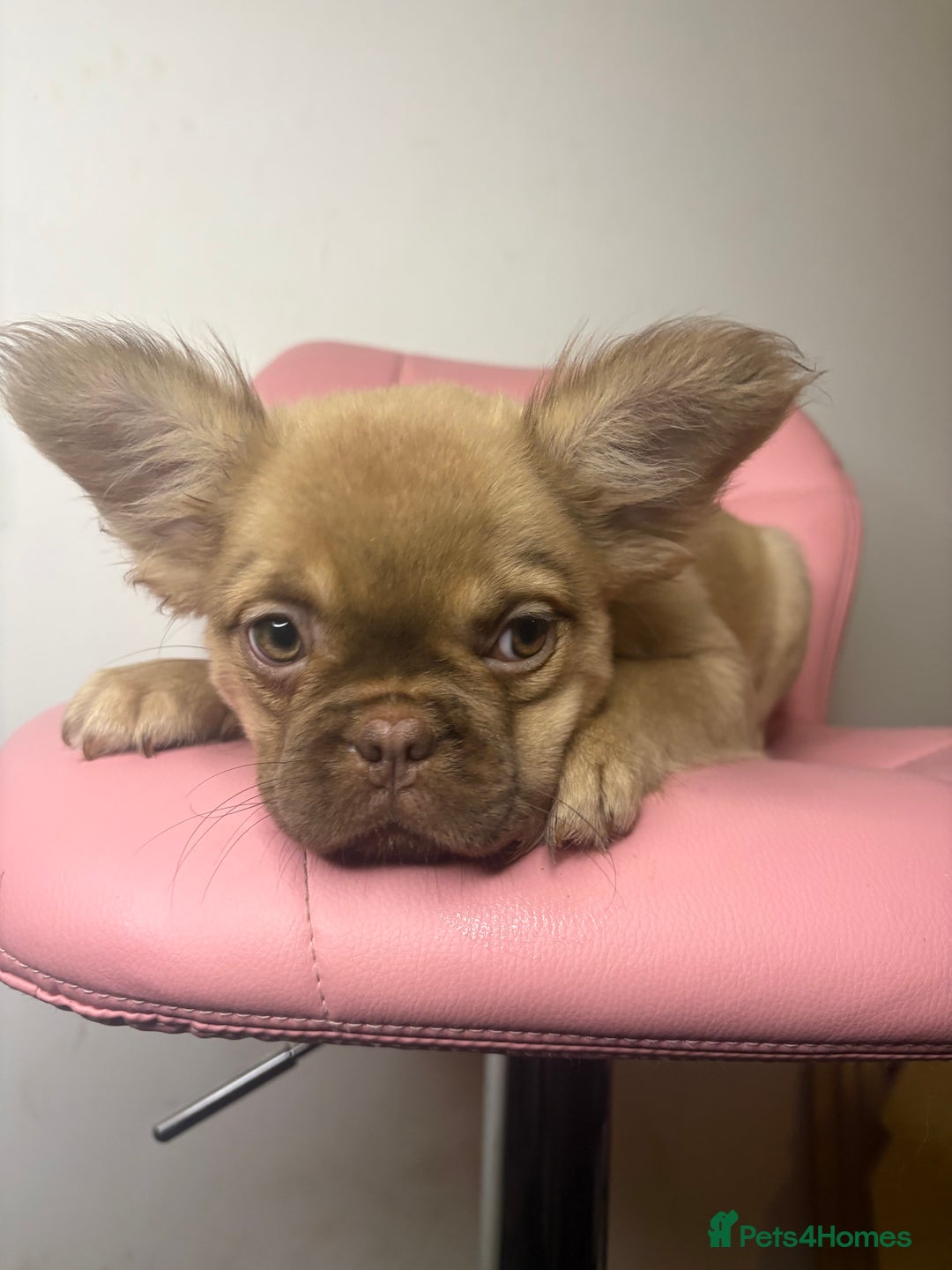 French Bulldog dogs for sale: Gorgeous fluffy frenchie female - Advert 1