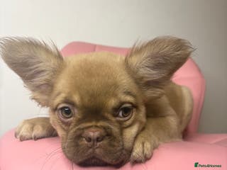 French Bulldog dogs Gorgeous fluffy frenchie female - Advert 6