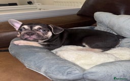 French Bulldog dogs for sale: Pup 1 - Image 1