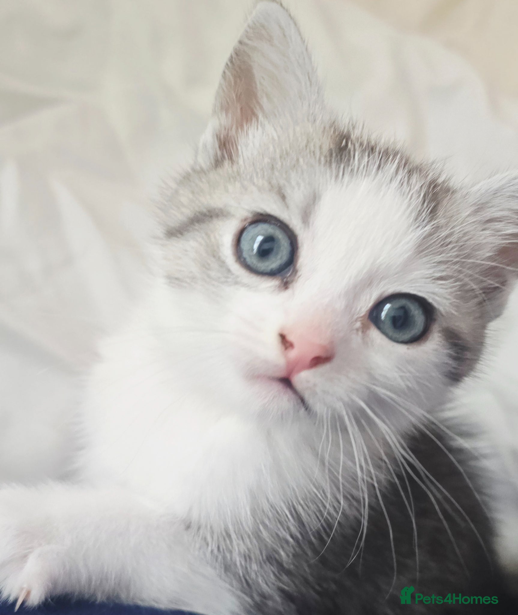 British Shorthair cats Sweet kitten for sale - Advert 4