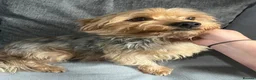 Yorkshire Terrier dogs for sale: Yorkshire terrier puppies - Advert 9
