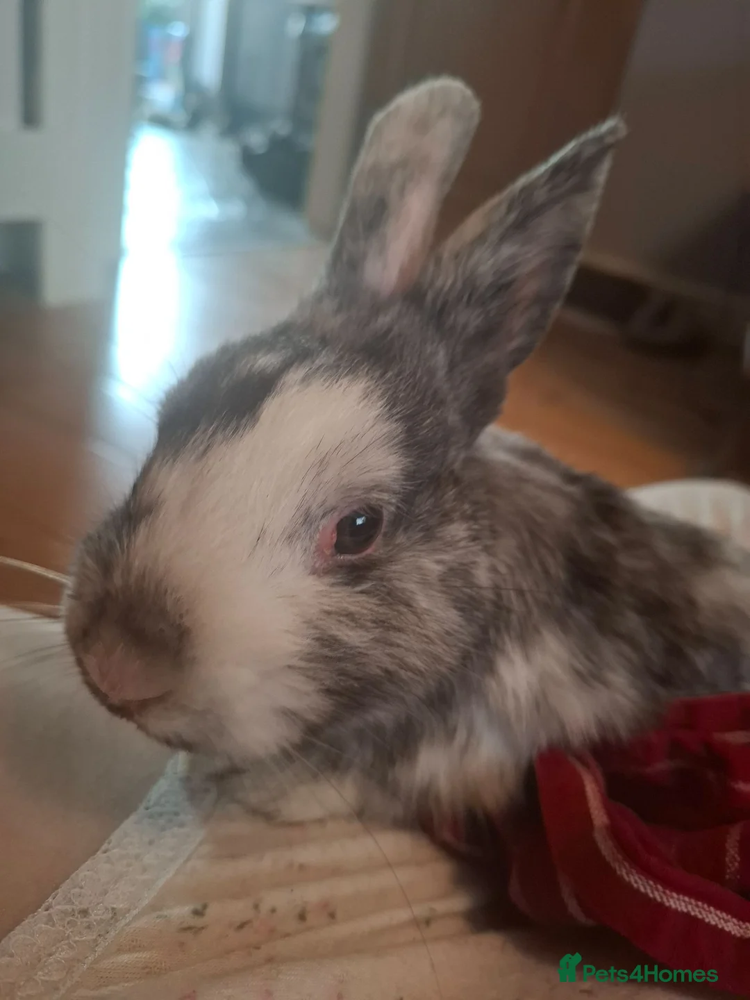 Mixed Breed rabbits for sale: 1 male rabbits for sale - Advert 3