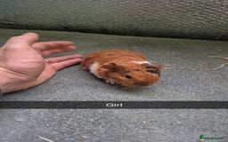 Guinea Pig rodents for sale: Baby Guniea pigs 2 girls/2 boys - Image 1