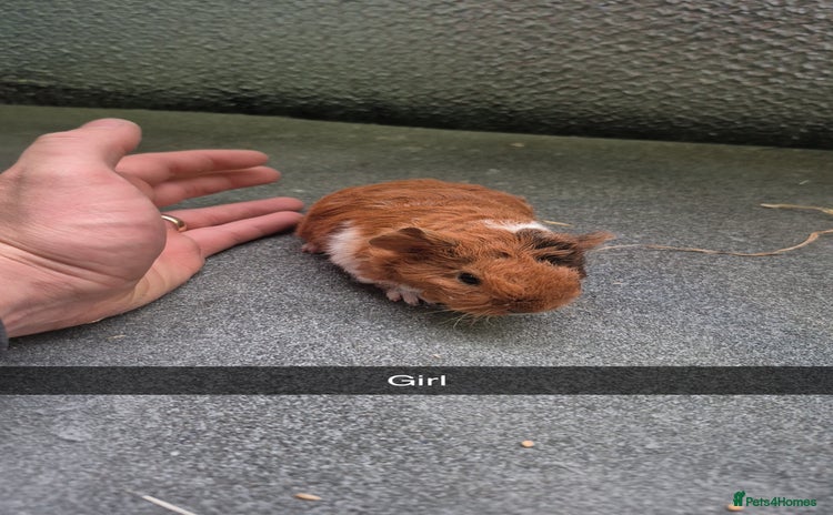 Guinea Pig rodents - Advert 3