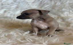 Italian Greyhound dogs for sale: 2 Italian Greyhound Boys  - Image 5
