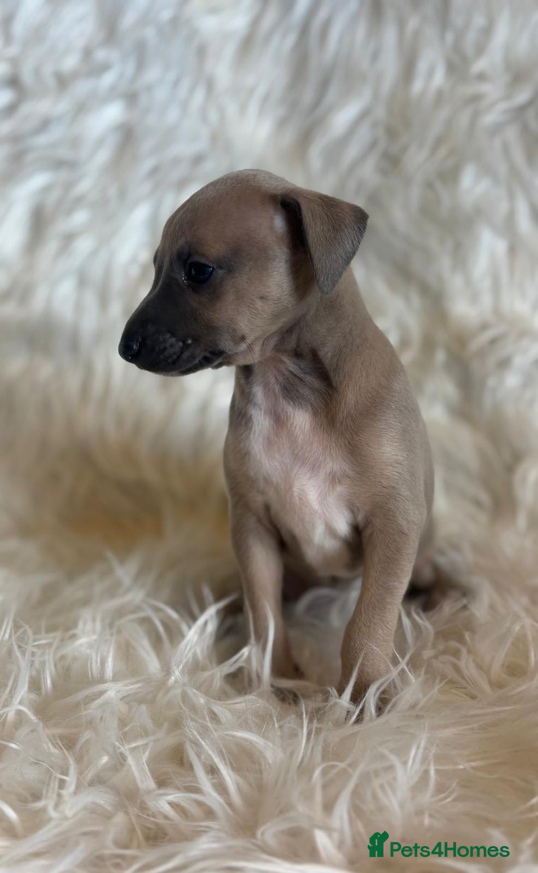 Italian Greyhound dogs for sale: 2 Italian Greyhound Boys  - Image 5